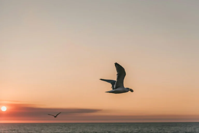 attachment-66d6f42d942b0f4b31c64094