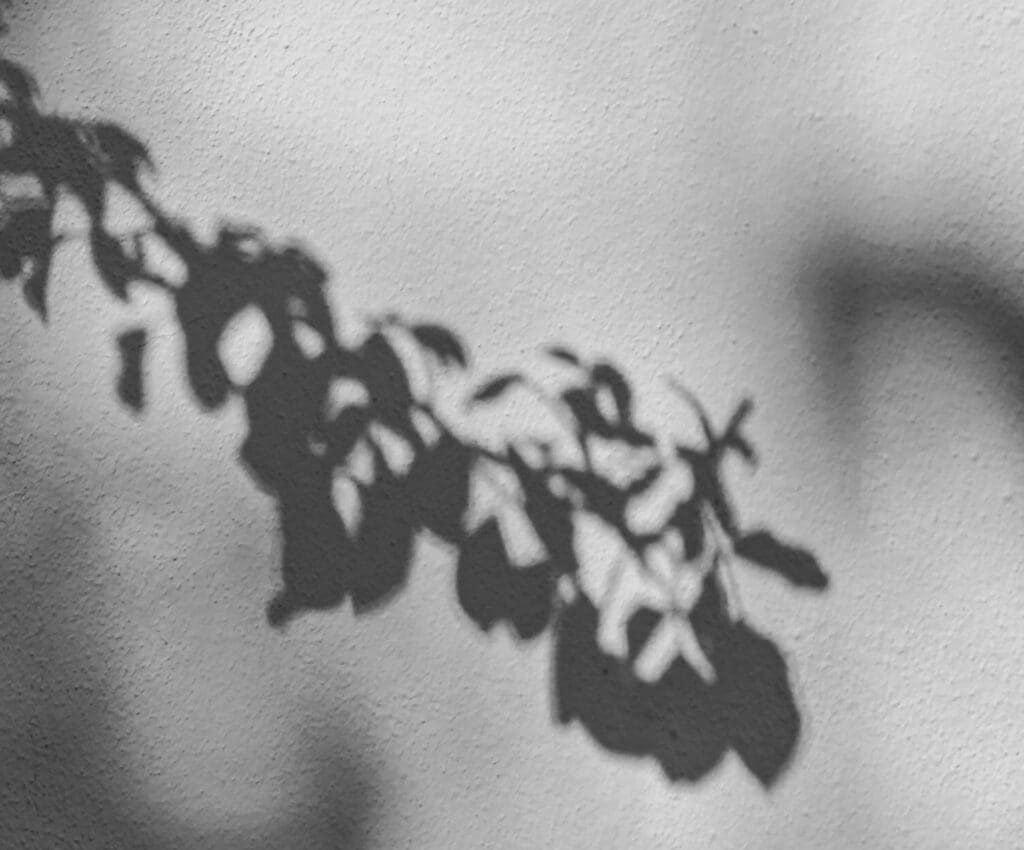 Shadow of a leafy branch on a textured wall.