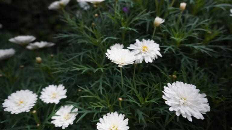 a bunch of white flowers in a field
